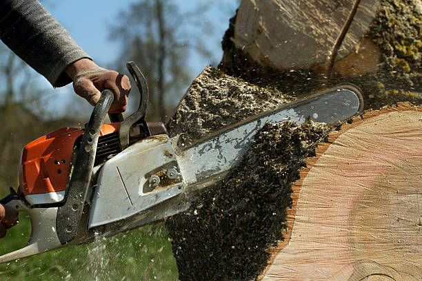 Best Tree Cutting Near Me  in Livonia, MI